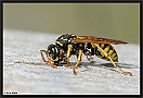Franse Veldwesp, European paper wasp, Polistes dominula Location: Wierden, the Netherlands papierwesp D2 5077 kopie